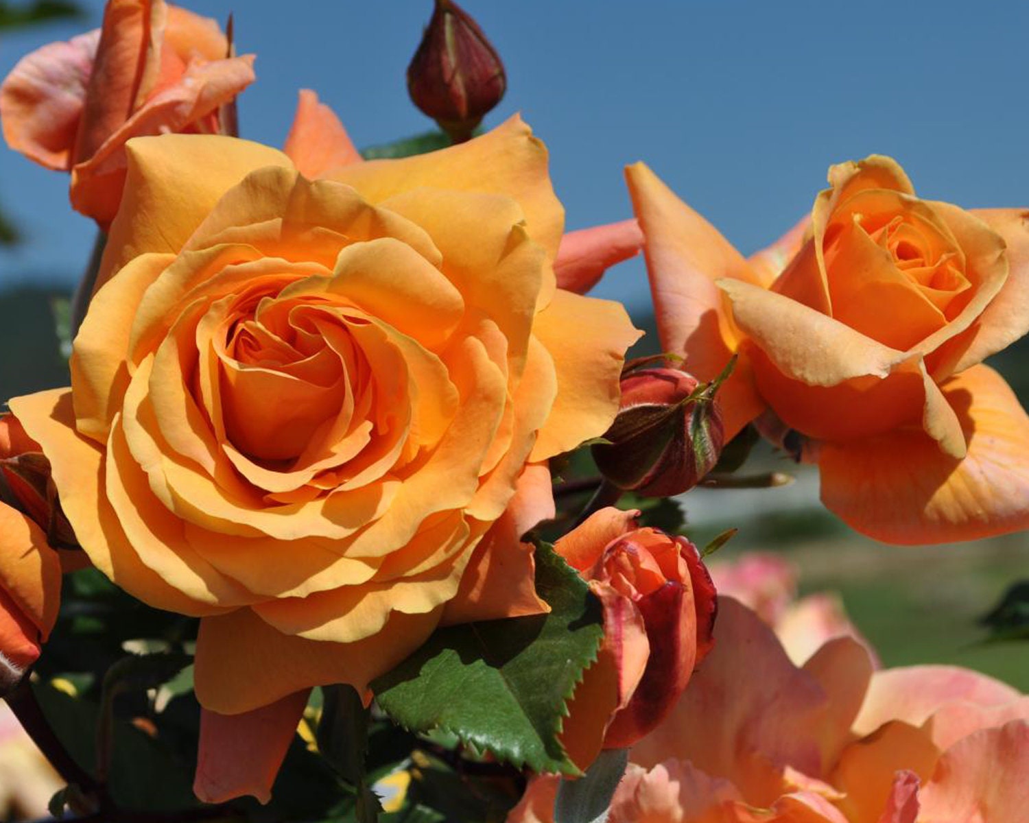 Tangerine Skies Arborose Climbing Rose Plant Potted - Large Fragrant …