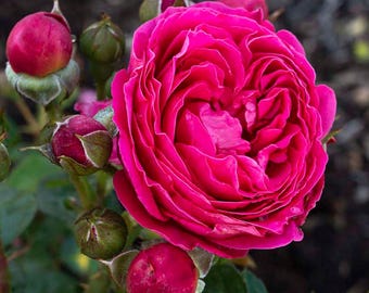 all dressed up rose Grandiflora Roses All Dressed Up reaches a height of up to 5 tall with a 4 spread All Dressed up Rose |