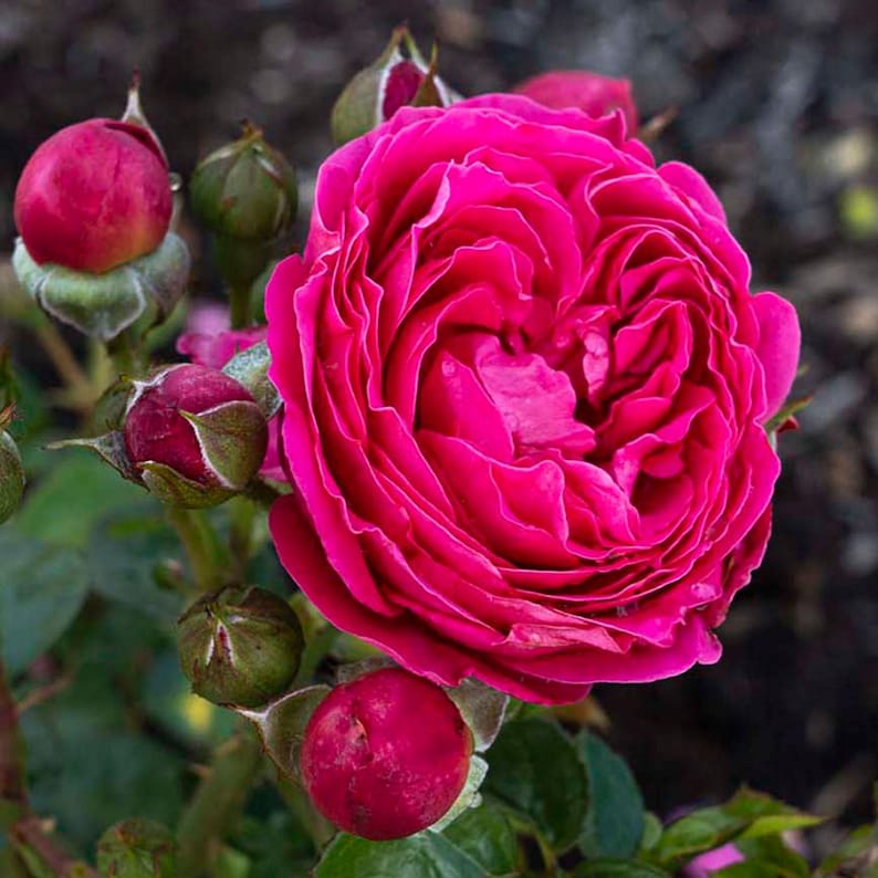 PowerPuff Rose - Thumbnail 3