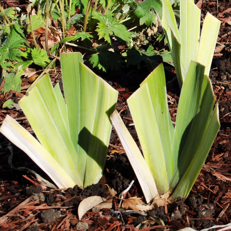 May include: Two green and white striped plants with long, narrow leaves growing in a bed of brown mulch.