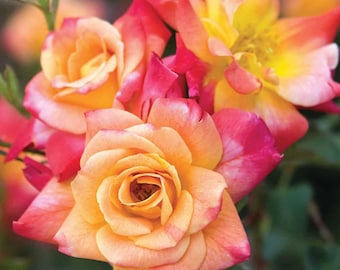 Joseph's Coat Rose 1.5 Gal Plant Potted | Fragrant Climbing Rose, Orange, Apricot, Pink Flowers