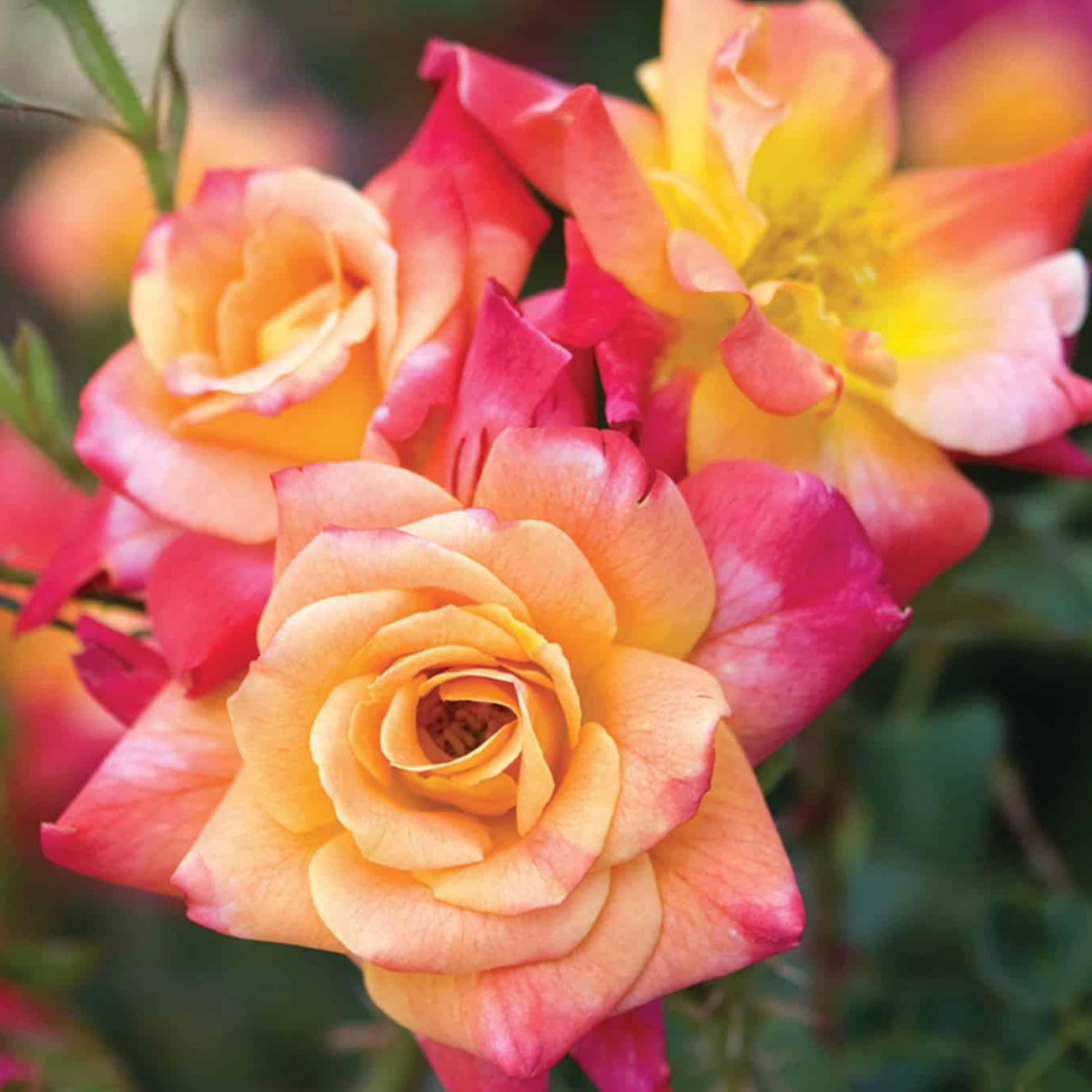Joseph's Coat Rose 1.5 Gal Plant Potted | Fragrant Climbing Rose