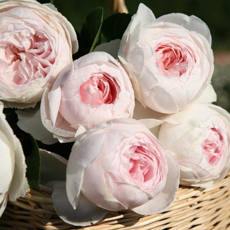 Earth Angel Parfuma® Rose Plant Potted Very Fragrant Blush Etsy