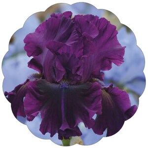 May include: A close-up of a deep purple iris flower with ruffled petals. The flower is in focus, while the background is blurred and blue.