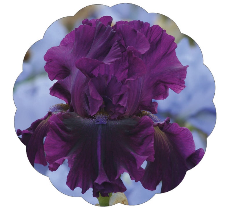 May include: A close-up of a deep purple iris flower with ruffled petals. The flower is in focus, while the background is blurred and blue.
