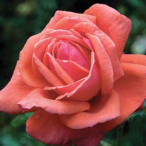 May include: A single, fully bloomed peach-colored rose with a deep pink center. The rose has a delicate, ruffled appearance and is in focus against a blurred green background.