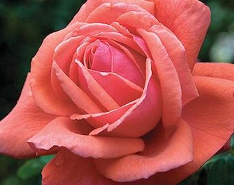 May include: A single, fully bloomed peach-colored rose with a deep pink center. The rose has a delicate, ruffled appearance and is in focus against a blurred green background.