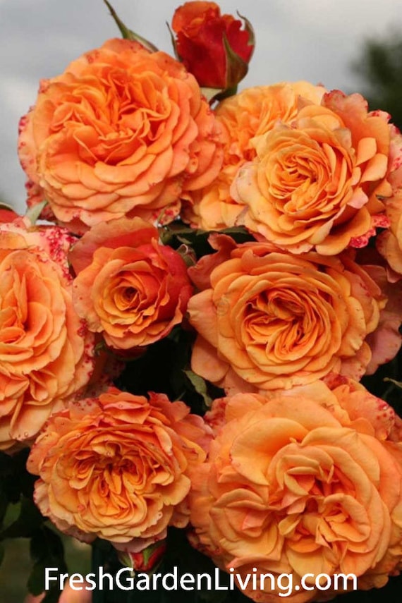 Crazy Love Rose 1.5 Gal Pot | Heat Loving Repeat Blooming Fragrant