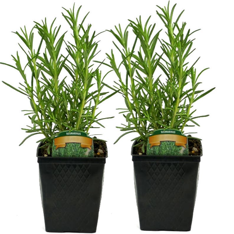 Rosemary Plants Set of 2 Live Herbs Grown Organic Hardy 4 Etsy