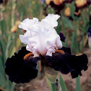 Starring Iris Plant Quart Pot  | Black and White Flowers Vigorous Tall Bearded Iris - Easy To Grow Perennial Shipping Now
