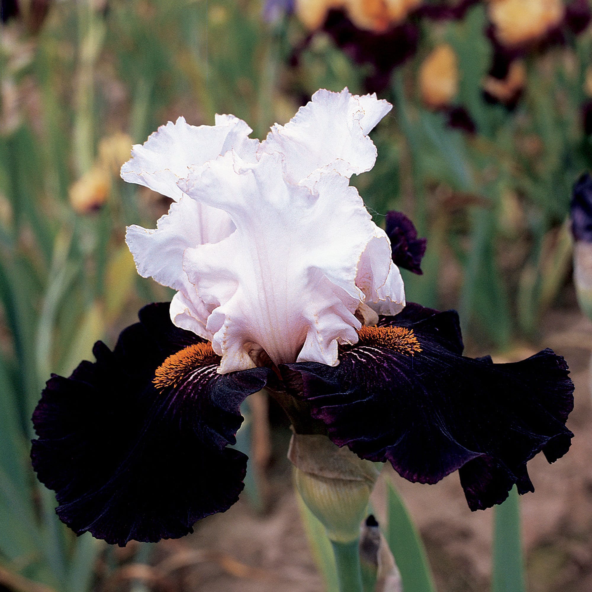 Starring Iris Bulb Black and White Flowers Vigorous Tall Etsy
