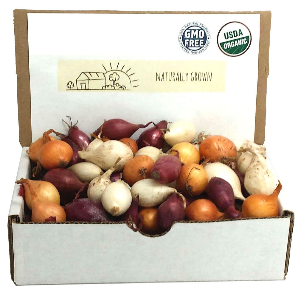 Mixed Red White and Yellow Onion Sets Organic NonGMO Onion Etsy