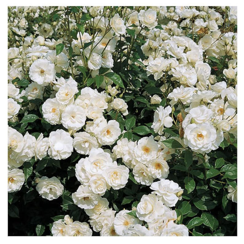 Fresh Garden Living Iceberg Rose Plant - Thumbnail 5