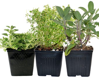 Thyme Oregano Sage Set of 3 Plants Herb Collection Gourmet Assortment of Organic Herbs  - Great Gift Herb Kit Non-GMO
