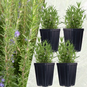 Set of 4 Live Rosemary Herb Plants in Quart Pots, Non-GMO, Fresh Herbs, USDA Zones 5-11