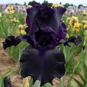 Ghost Train Iris Plant Quart Pot  | Dark Purple Black Flowers Tall Bearded Iris - Easy To Grow Perennial Ready To Plant