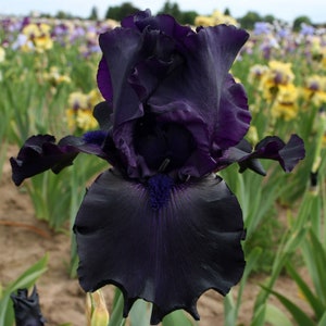 Ghost Train Iris Plant Quart Pot  | Dark Purple Black Flowers Tall Bearded Iris - Easy To Grow Perennial - Pre-Order Fall Shipping 2025