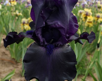Ghost Train Iris Plant Quart Pot  | Dark Purple Black Flowers Tall Bearded Iris - Easy To Grow Perennial