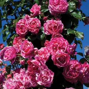 Raspberry Cream Twirl Climbing Rose 1.5 Gallon Pot | 100+ Petals Pink And White Striped Own Root, PRE-ORDER for Spring Shipping