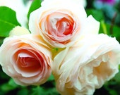 White Eden Climbing Rose Plant Potted 100 Petals Hardy Own Root Climber - Repeat Blooming