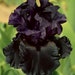 see more listings in the Potted Iris Plants section