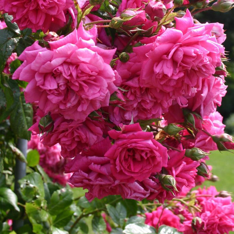 Laguna Climbing Rose Plant Potted Fragrant Pink Flowers Own Etsy