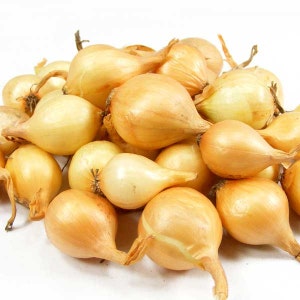 Yellow Onion Sets Naturally Grown  Non-GMO| Stuttgarter Onion Bulbs  50-60 Bulbs  8 oz. - Plant in Garden or Grow Inside as Salad Greens