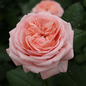 May include: A close-up of a fully bloomed, light pink rose with many layered petals. The rose is in focus, with a second, less defined rose in the background. Dark green leaves provide a contrasting backdrop.