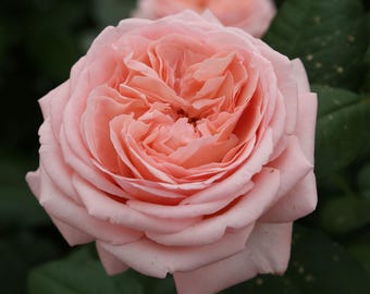 Rosa Martha Stewart, híbrida de té fragante, flores de color rosa albaricoque, de raíz propia, en maceta de 1,5 galones.