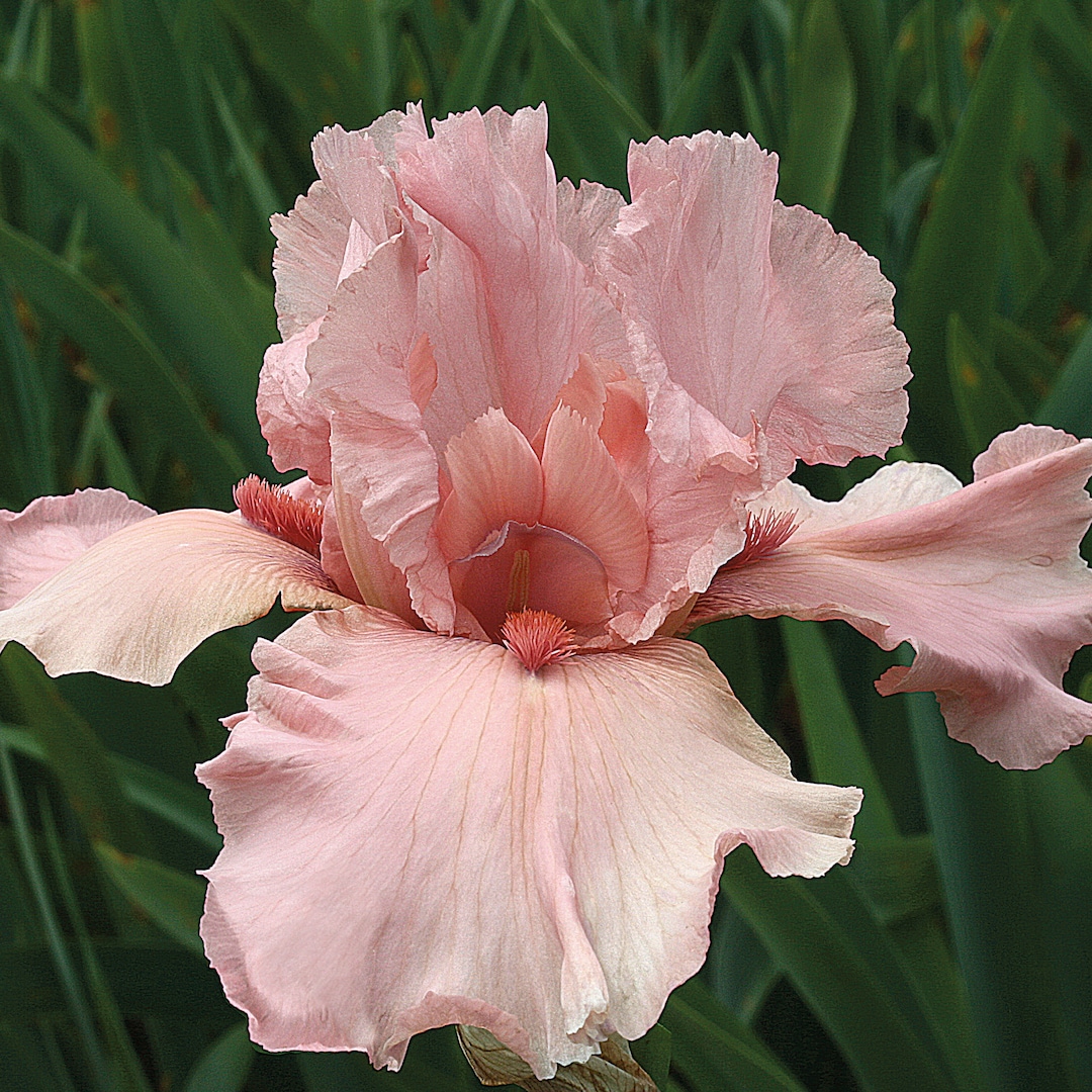 iris overall pink main image 1
