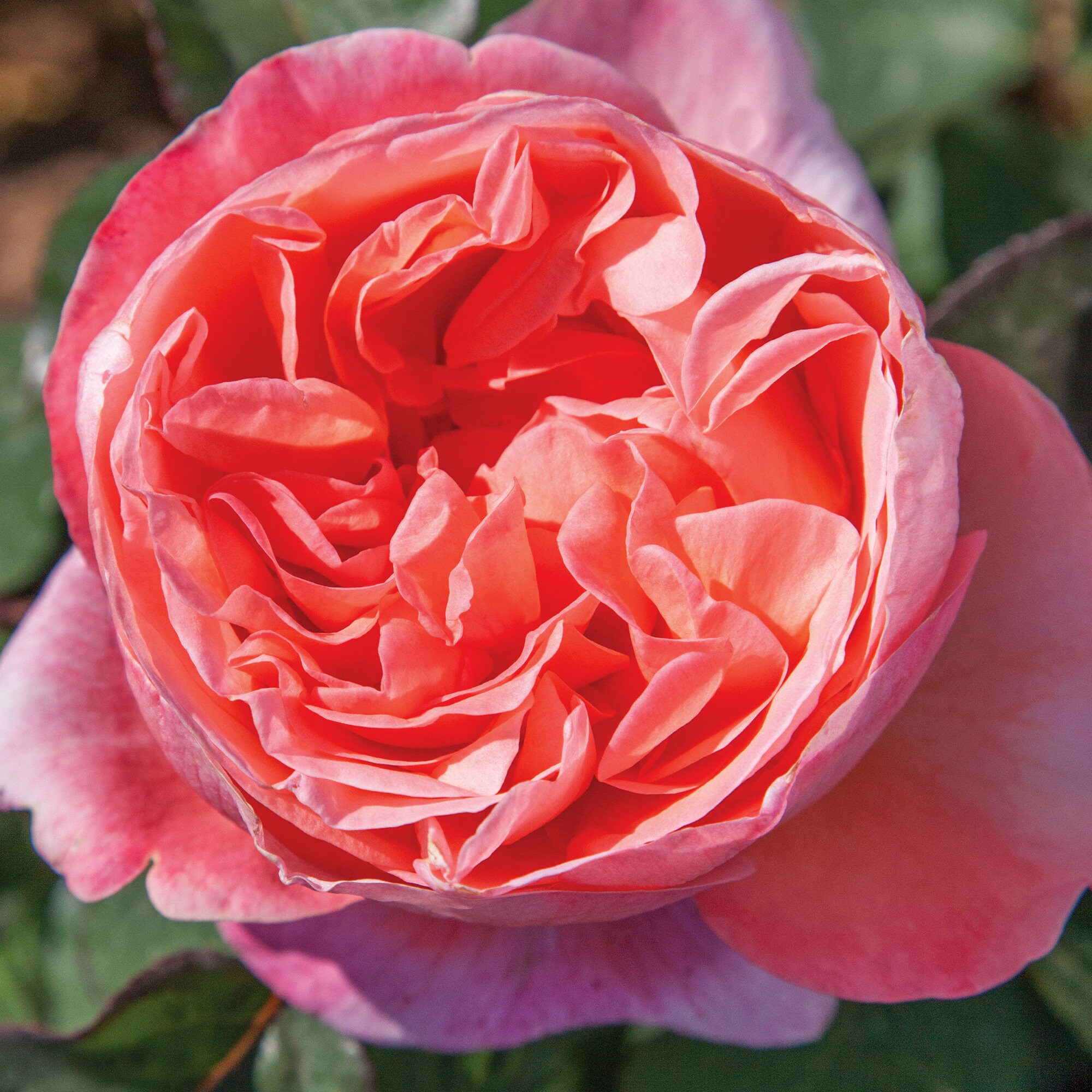 Sweet Mademoiselle Rose Plant Potted Very Fragrant Full Pink Etsy