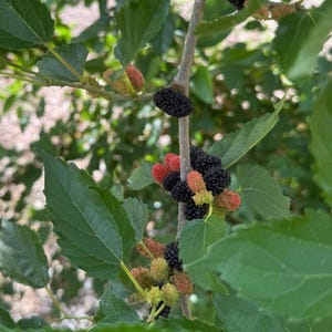 May include: A mulberry tree branch featuring clusters of small, elongated fruit in various stages of ripeness, ranging from light green and pink to deep red and dark purple, surrounded by serrated, bright green leaves on a thin wooden stem.