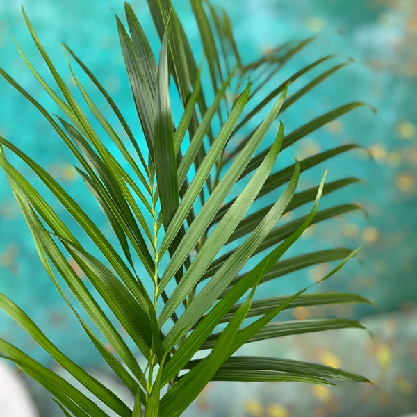 10 Fresh-cut Bouquet Palm Fronds - can stay green for over a month!