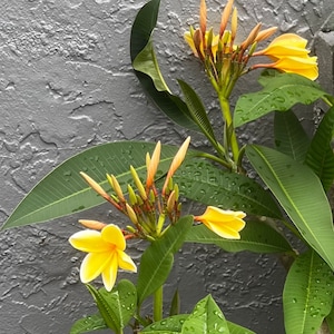 Plumeria-Baum-Ausschnitt
