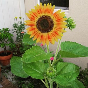 12 Sunflower Seeds - Mammoth Russian