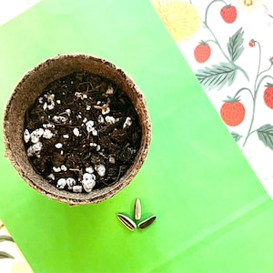 Sunflower Seed Starter Kit - Mammoth Russian