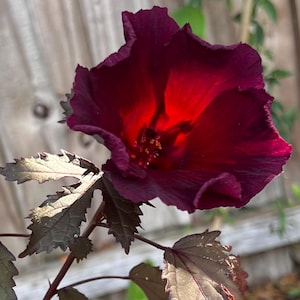 Cranberry Hibiscus - 3 cuttings in water