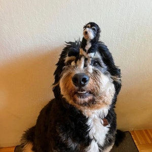 Custom needle felted pet replica pet portrait needle felted dog