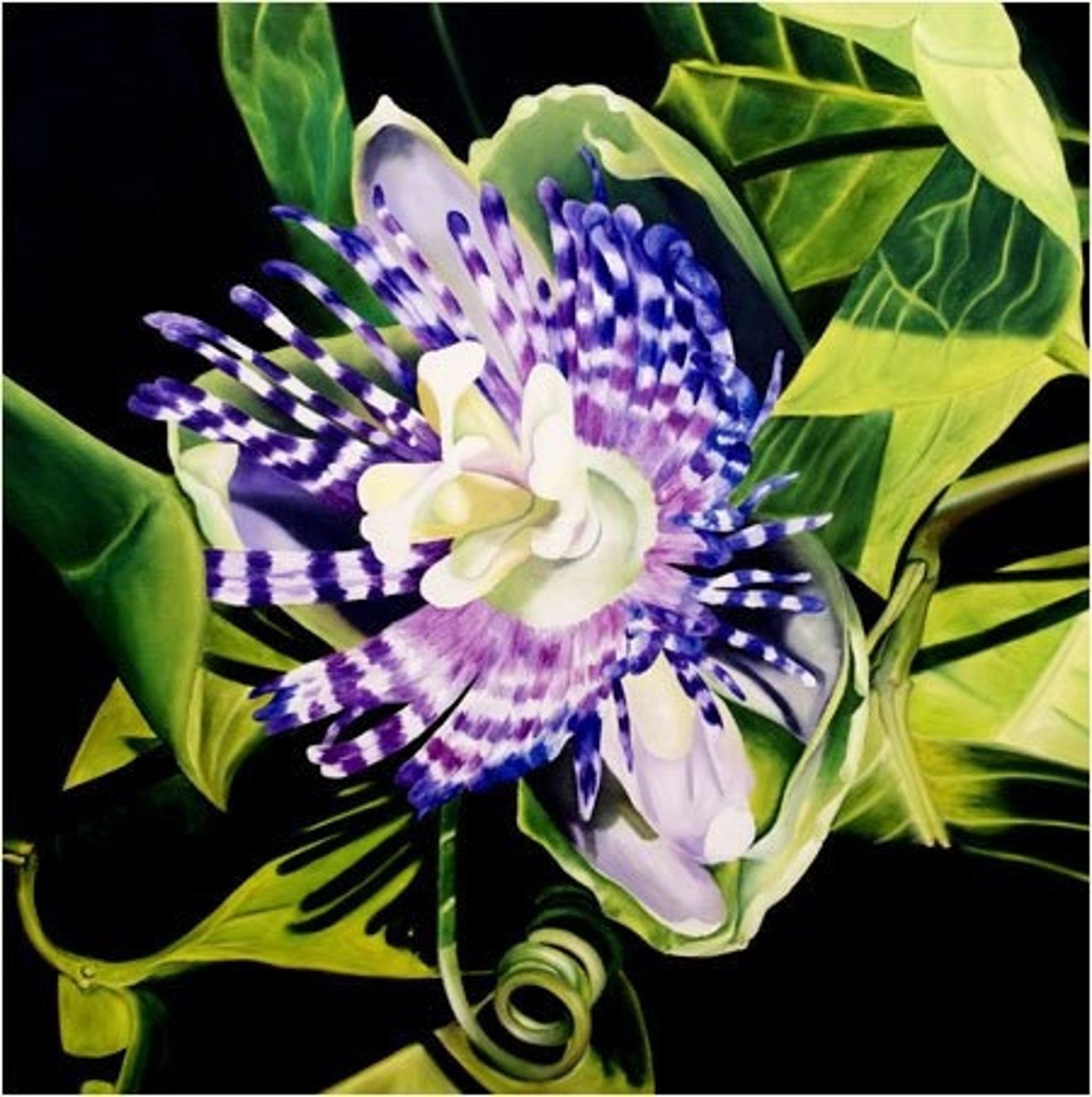 Passion Flower Limited Edition Giclee Etsy