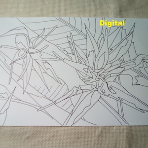 May include: A black and white line drawing of a bird of paradise flower with the word "Digital" written in the upper right corner.