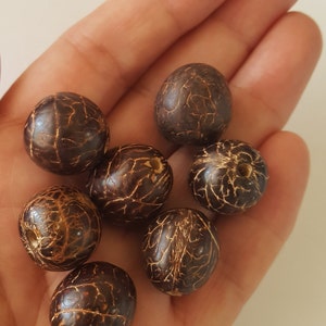Tagua Beads/ 25 Round Mixed Colors and Brown/ Natural Organic Crafting Beads
