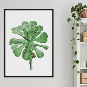 Sukkulente Botanische Vintage Illustration Kunstdruck | Wohnzimmer Poster | Pflanzen Home Dekor | Vintage Botanische Wandkunst | Kaktus Kunstdruck
