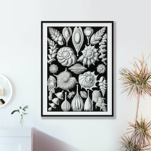 Shells Vintage Illustration Art Print | Sealife Bathroom Poster | Shells Home Decor | Seashells Vintage Wall Art | Vintage Home Decor