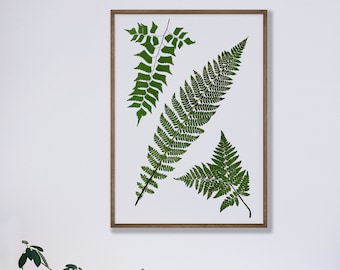 Ferns Botanical Vintage Illustration Art Print | Living Room Poster | Plants Home Decor | Vintage Botanical Wall Art | Plant Art Print