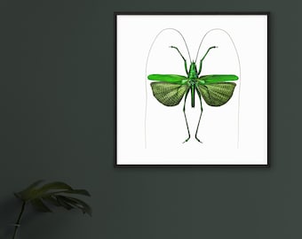 Locust Vintage Illustration Art Print | Insect Illustration Poster | Insect Home Decor | Entomology Wall Art | Vintage Home Decor