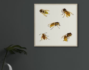 Wasps Vintage Illustration Art Print | Insect Illustration Poster | Bees Poster | Entomology Wall Art | Julie De Graag