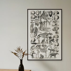 Mammals Skeletons Vintage Illustration Skull Art Print | Halloween Poster | Home Decor | Vintage Halloween Wall Art | Bones Home Decor