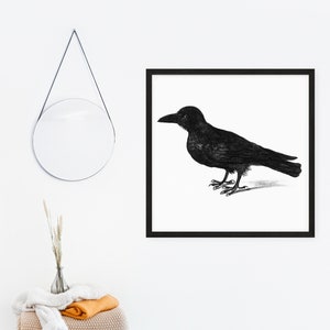 Raven Vintage Illustration Art Print | Halloween Art | Ornithology Home Decor | Bird Wall Art | Vintage Crow Home Decor