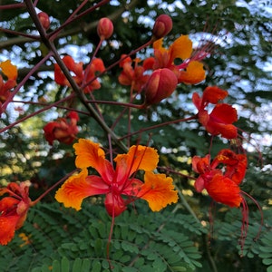 Peacock Flower - Pride of Barbados 10 SEEDS