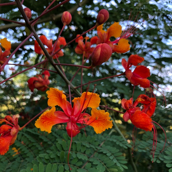 Peacock Flower - Mexican Bird of Paradise SEEDS